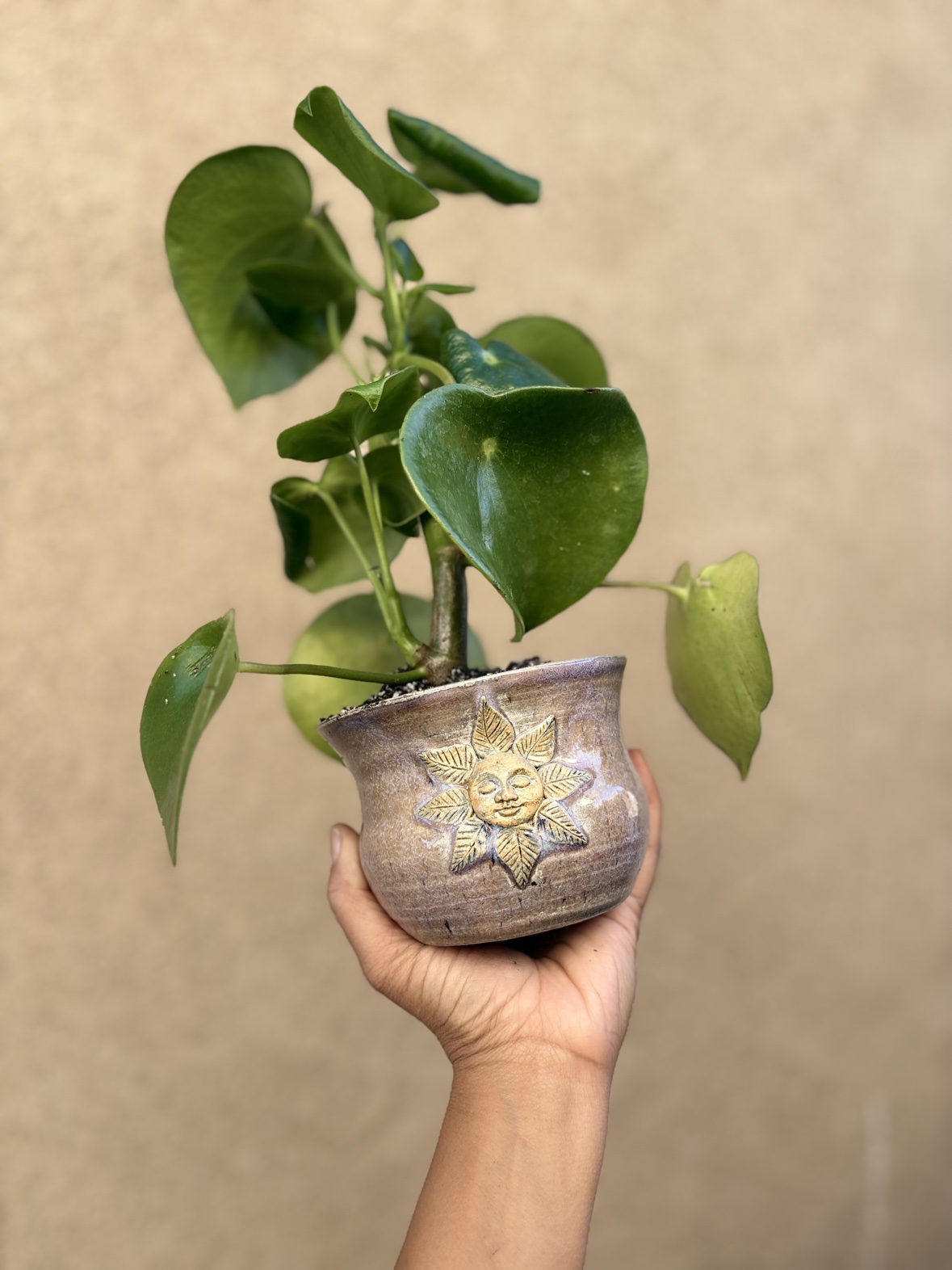 A hand holding a small planter pot with a sculpted sun-face design, holding a leafy green plant